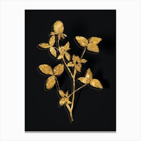 Vintage Pink Clover Botanical in Gold on Black n.0409 Canvas Print