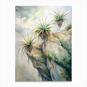 Air Plants Canvas Print