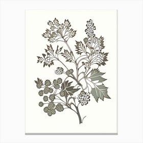 Hawthorn Herb William Morris Inspired Line Drawing 2 Canvas Print