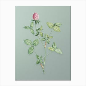 Vintage Pink Clover Botanical Art on Mint Green n.0771 Canvas Print