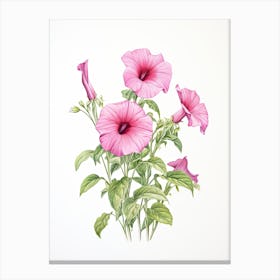 Petunias Flower Vintage Botanical 3 Canvas Print