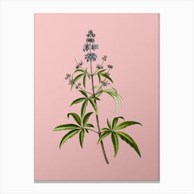 Vintage Chaste Tree Botanical on Soft Pink n.0073 Canvas Print