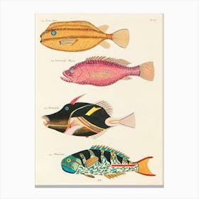 Colourful And Surreal Illustrations Of Fishes Found In Moluccas (Indonesia) And The East Indies, Louis Renard(8) Canvas Print