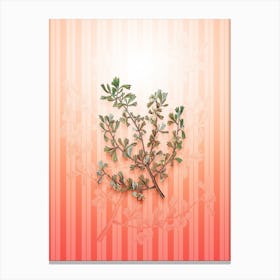 Three Toothed Purshia Flower Vintage Botanical in Peach Fuzz Awning Stripes Pattern n.0188 Canvas Print