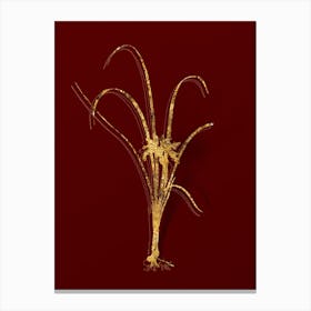 Vintage Grass Leaved Iris Botanical in Gold on Red n.0548 Canvas Print