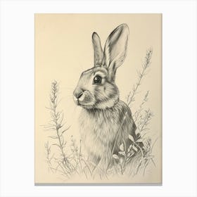 English Silver Rabbit Drawing 4 Canvas Print