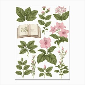 Botanical Illustration Canvas Print