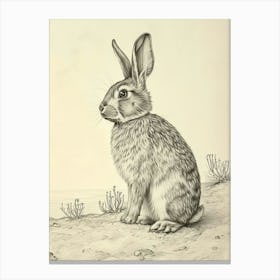 Netherland Dwarf Rabbit Drawing 1 Canvas Print