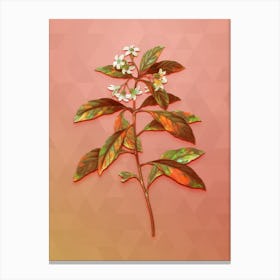 Vintage Sweet Pittosporum Branch Botanical Art on Peach Pink n.1849 Canvas Print