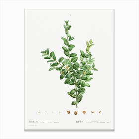 Buxus Sempervirens Fruticosa, Pierre Joseph Redoute Canvas Print