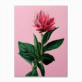 Pink Peony Canvas Print