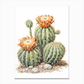Vintage Cactus Illustration Lophophora Williamsii Canvas Print