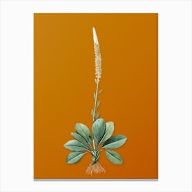 Vintage Blazing Star Botanical on Sunset Orange n.0528 Canvas Print