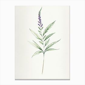 Vervain Leaf Minimalist Watercolour 2 Canvas Print