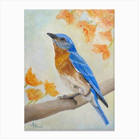 Eastern Bluebird Among Flowers Canvas Print