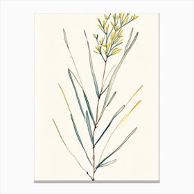 Ephedra Herb Minimalist Watercolour 1 Canvas Print