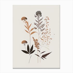 Boneset Spices And Herbs Retro Minimal 1 Canvas Print