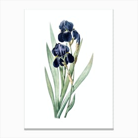 Vintage German Iris Botanical Illustration on Pure White n.0221 Canvas Print