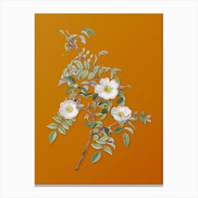Vintage Reddish Rosebush Botanical on Sunset Orange Canvas Print