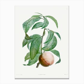 Peach from La Botanique de J. J. Rousseau, Pierre Joseph Redoute Canvas Print