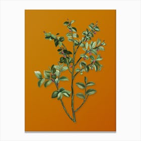 Vintage Bilberry Botanical on Sunset Orange n.0307 Canvas Print