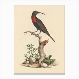 Scarlet Chested Sunbird, Luigi Balugani Canvas Print