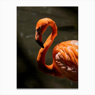 Wild Flamingo Canvas Print
