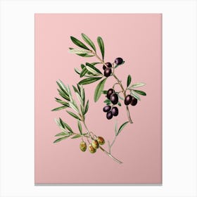 Vintage Olive Botanical on Soft Pink n.0148 Canvas Print