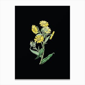 Vintage Madia Flower Botanical Illustration on Solid Black n.0739 Canvas Print