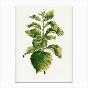 Vintage Botanical Art Print _2643229 Canvas Print