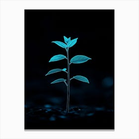 Plant Growing On A Dark Background Canvas Print