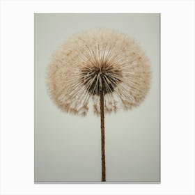 dandelion plant painting 1 Canvas Print