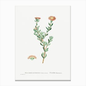 Mesembryanthemum Filamentosum, Pierre Joseph Redoute Canvas Print