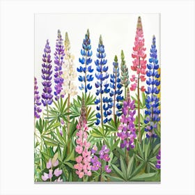 Lupines 5 Canvas Print