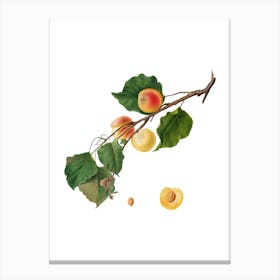 Vintage Peach Botanical Illustration on Pure White n.0766 Canvas Print