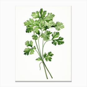 Cilantro Vintage Botanical Herbs 0 Canvas Print