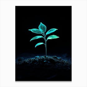 Plant Growing In The Dark 17 Canvas Print