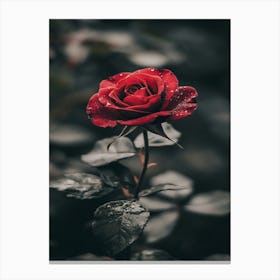 Red Rose 54 Canvas Print