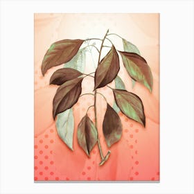 Camphor Tree Vintage Botanical in Peach Fuzz Polka Dot Pattern n.0316 Canvas Print