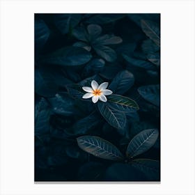 White Flower In The Dark 40 Canvas Print