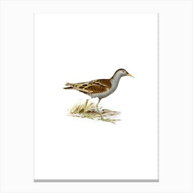 Vintage Little Crake Bird Illustration on Pure White n.0079 Canvas Print