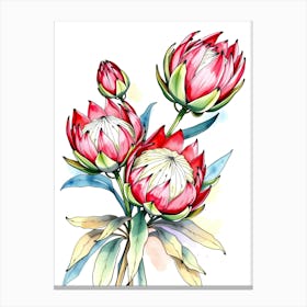 Watercolor Proteas Flower Canvas Print