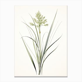 Lemongrass Vintage Botanical Herbs 2 Canvas Print