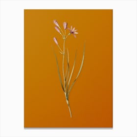 Vintage Amaryllis Montana Botanical on Sunset Orange n.0536 Canvas Print