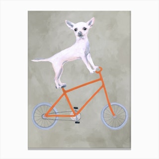 Chihuahua On Bicycle Canvas Print