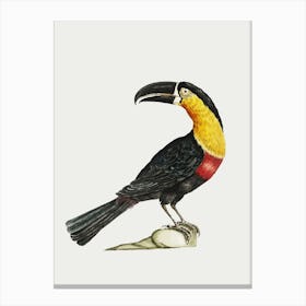 Toucan Canvas Print