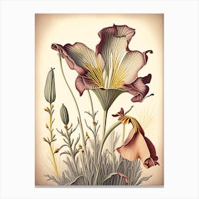 Desert Mariposa Lily Wildflower Vintage Botanical Canvas Print
