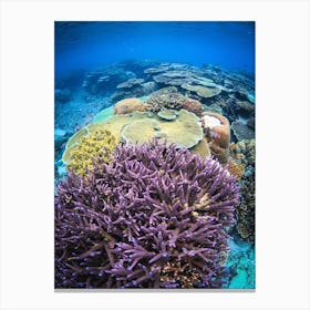 Life Under the Sea Canvas Print