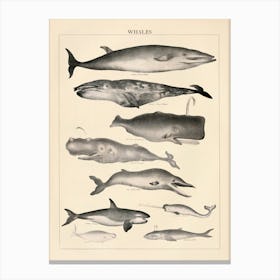 Whales Vintage Illustration Canvas Print