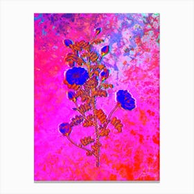 Pink Scotch Briar Rose Botanical in Acid Neon Pink Green and Blue n.0024 Canvas Print